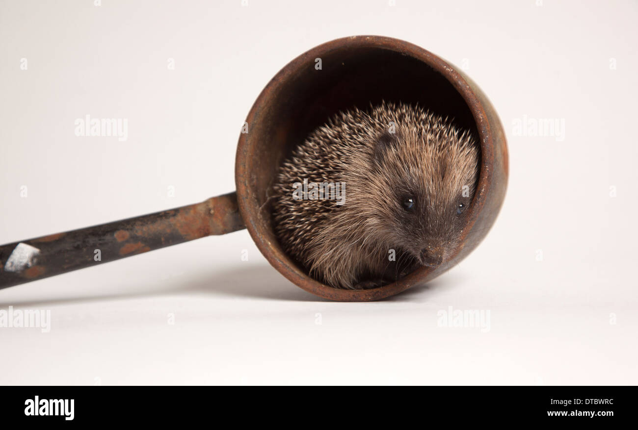 I capretti hedgehog europea nella pentola in studio Foto Stock