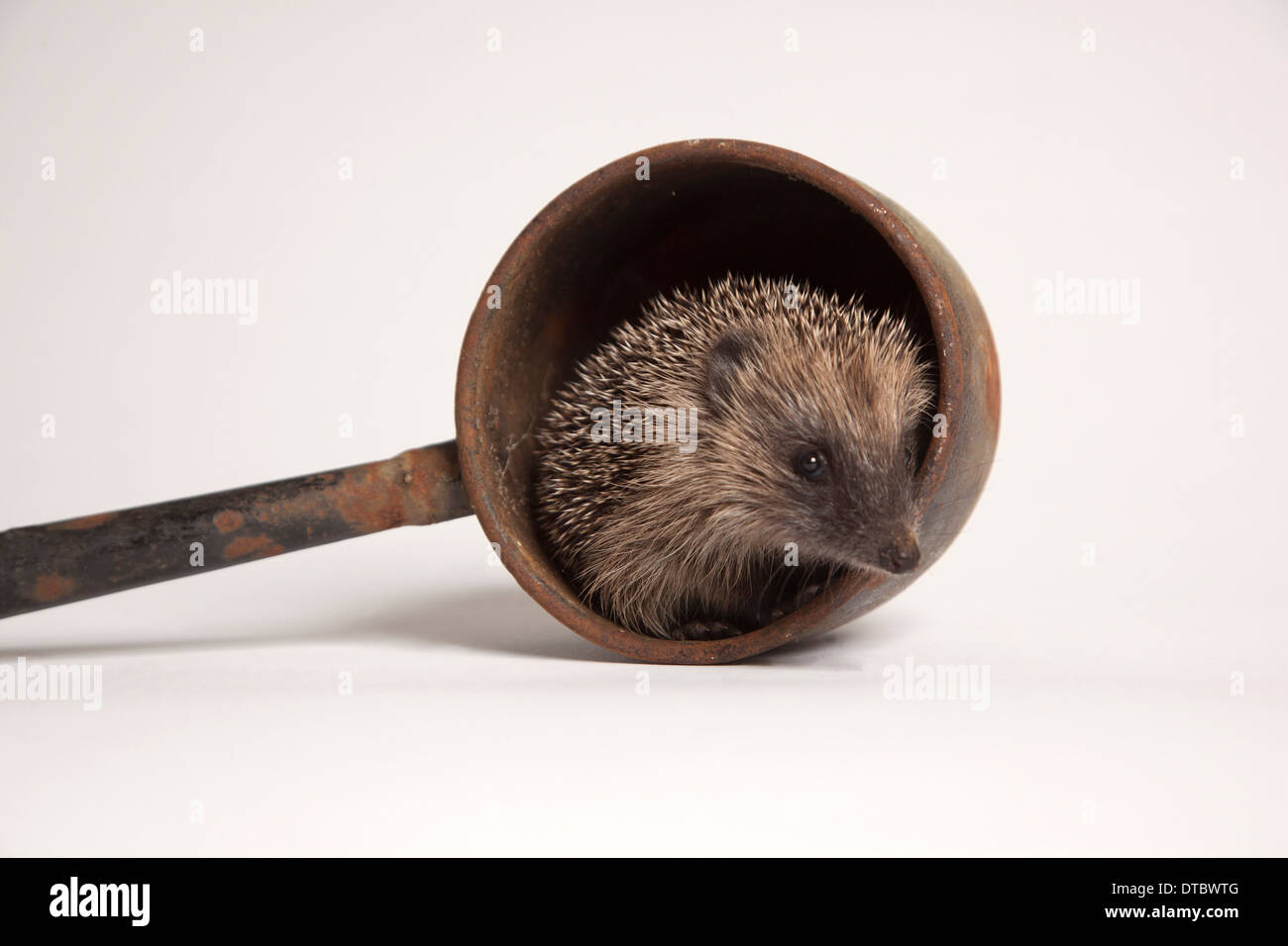 I capretti hedgehog europea nella pentola in studio Foto Stock