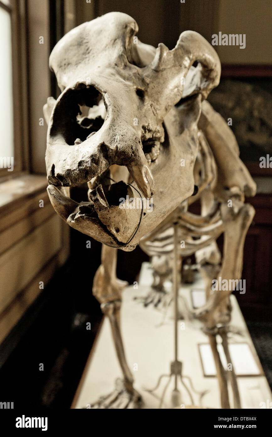 Lo scheletro di un orso delle caverne al Teylers Museum di Haarlem, Olanda Settentrionale, Paesi Bassi Foto Stock