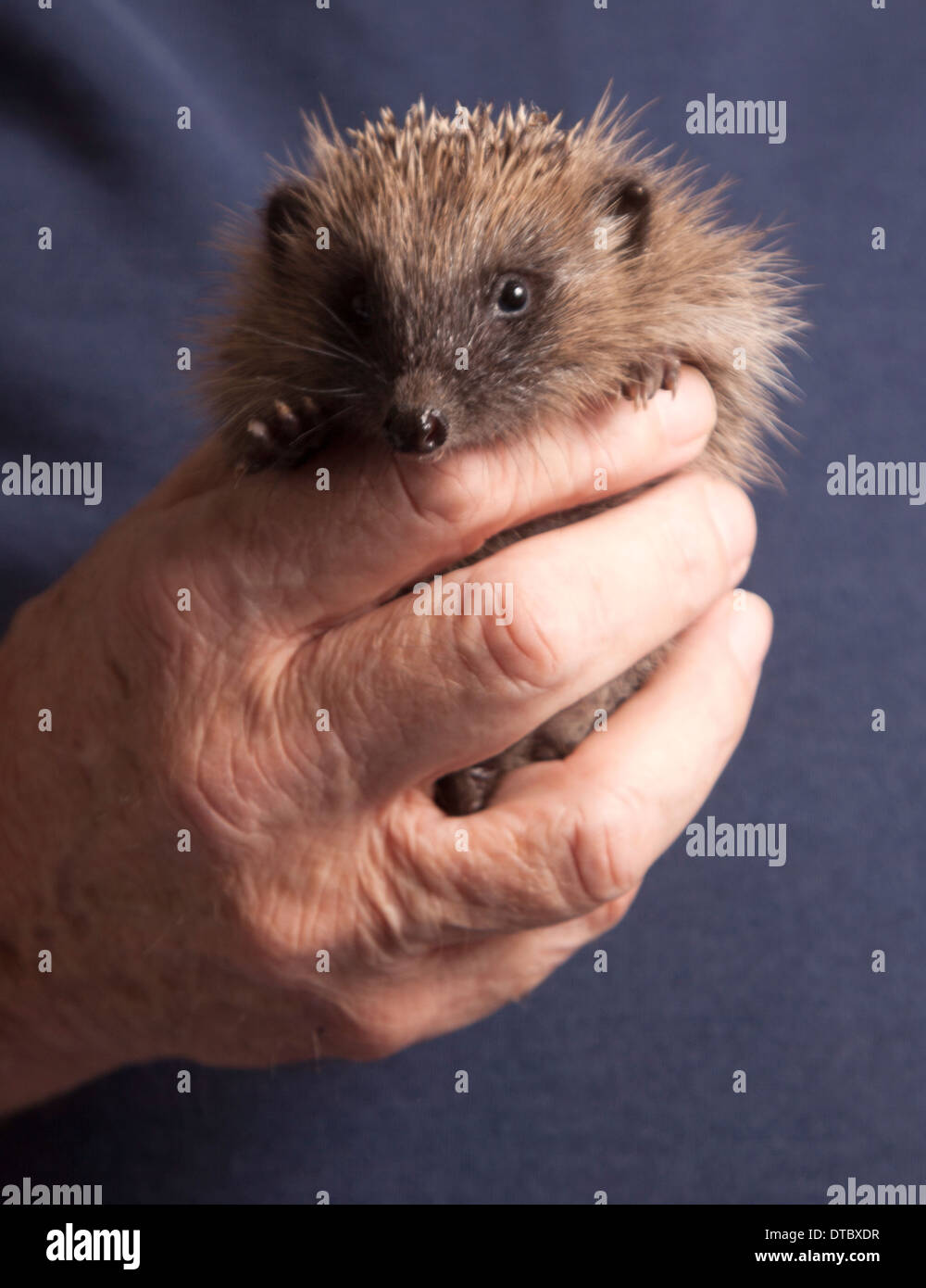 I capretti hedgehog europea in mano Foto Stock