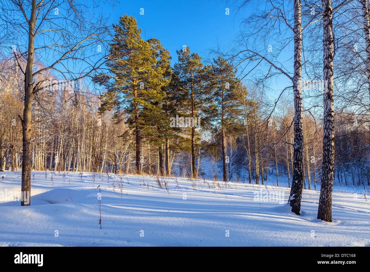 Serata nella foresta di inverno Foto Stock