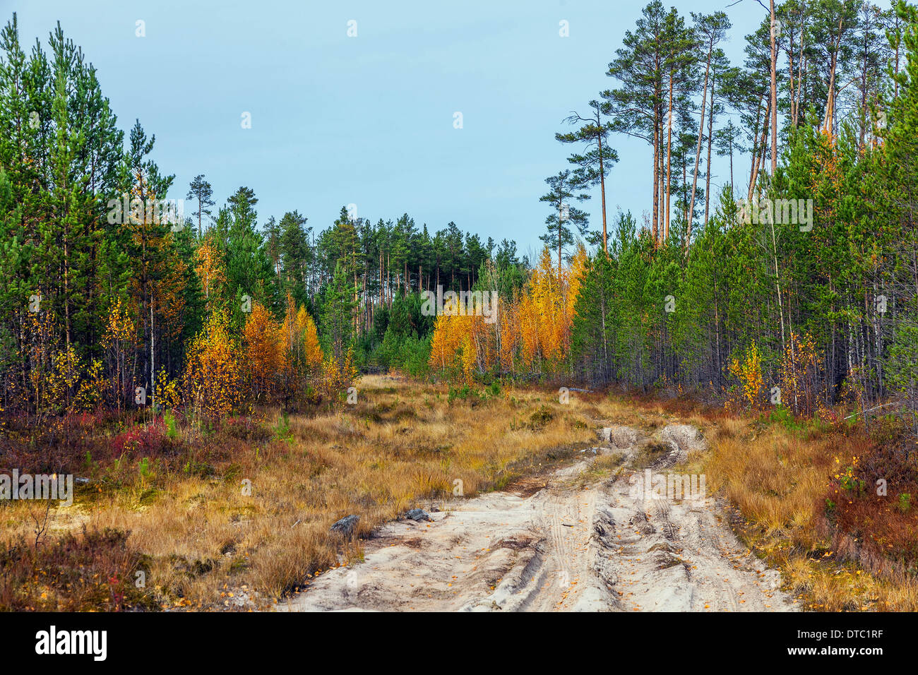 La natura della Siberia in autunno Foto Stock