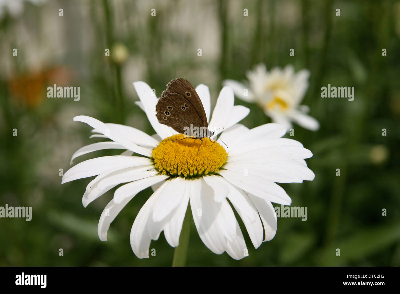 Un anello butterfly su un bianco fiore a margherita Foto Stock