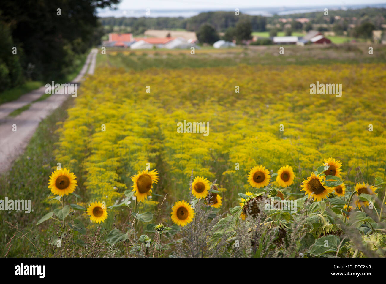 Campo di semi di girasole in Oland, Svezia Foto Stock
