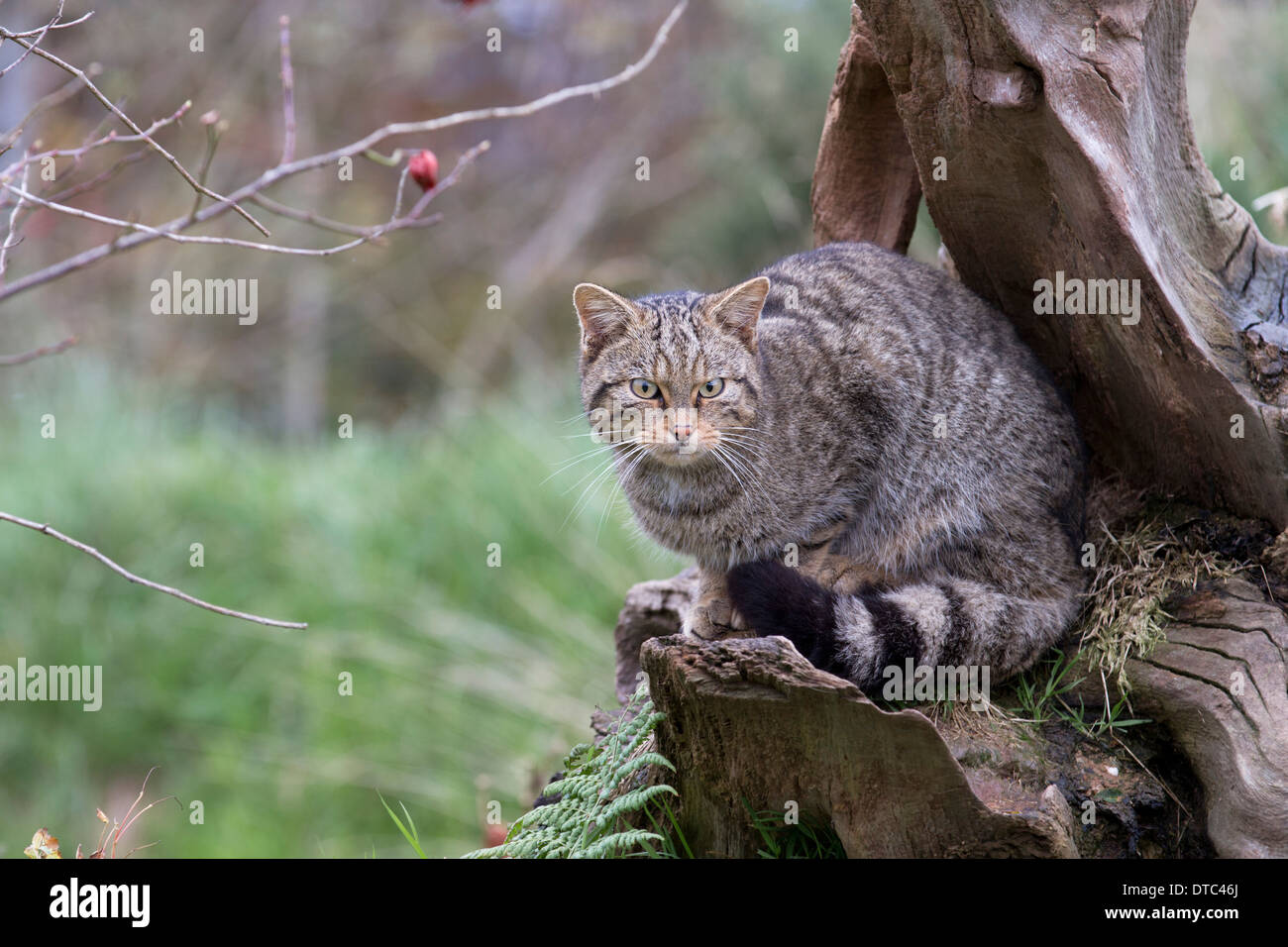 Il gatto selvatico; Felix sylvestris; Captive; Regno Unito Foto Stock