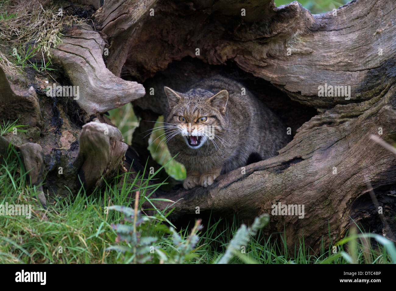 Il gatto selvatico; Felix sylvestris; Captive; Regno Unito Foto Stock