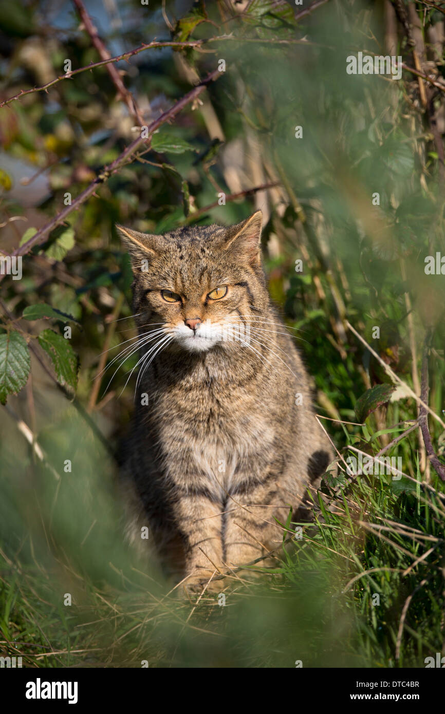 Il gatto selvatico; Felix sylvestris; Captive; Regno Unito Foto Stock