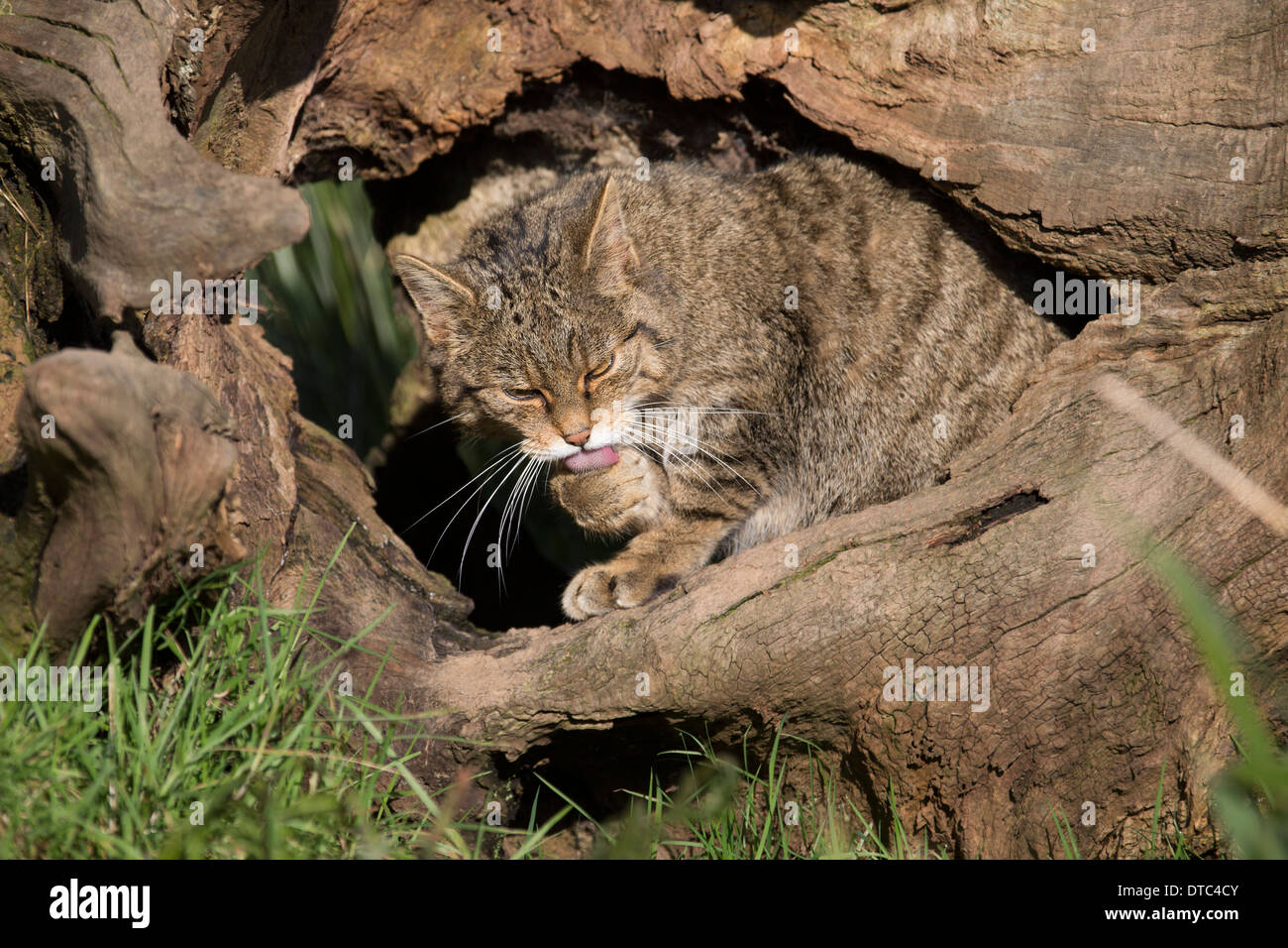 Il gatto selvatico; Felix sylvestris; Captive; Regno Unito Foto Stock