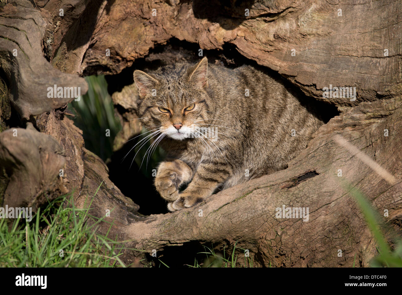 Il gatto selvatico; Felix sylvestris; Captive; Regno Unito Foto Stock