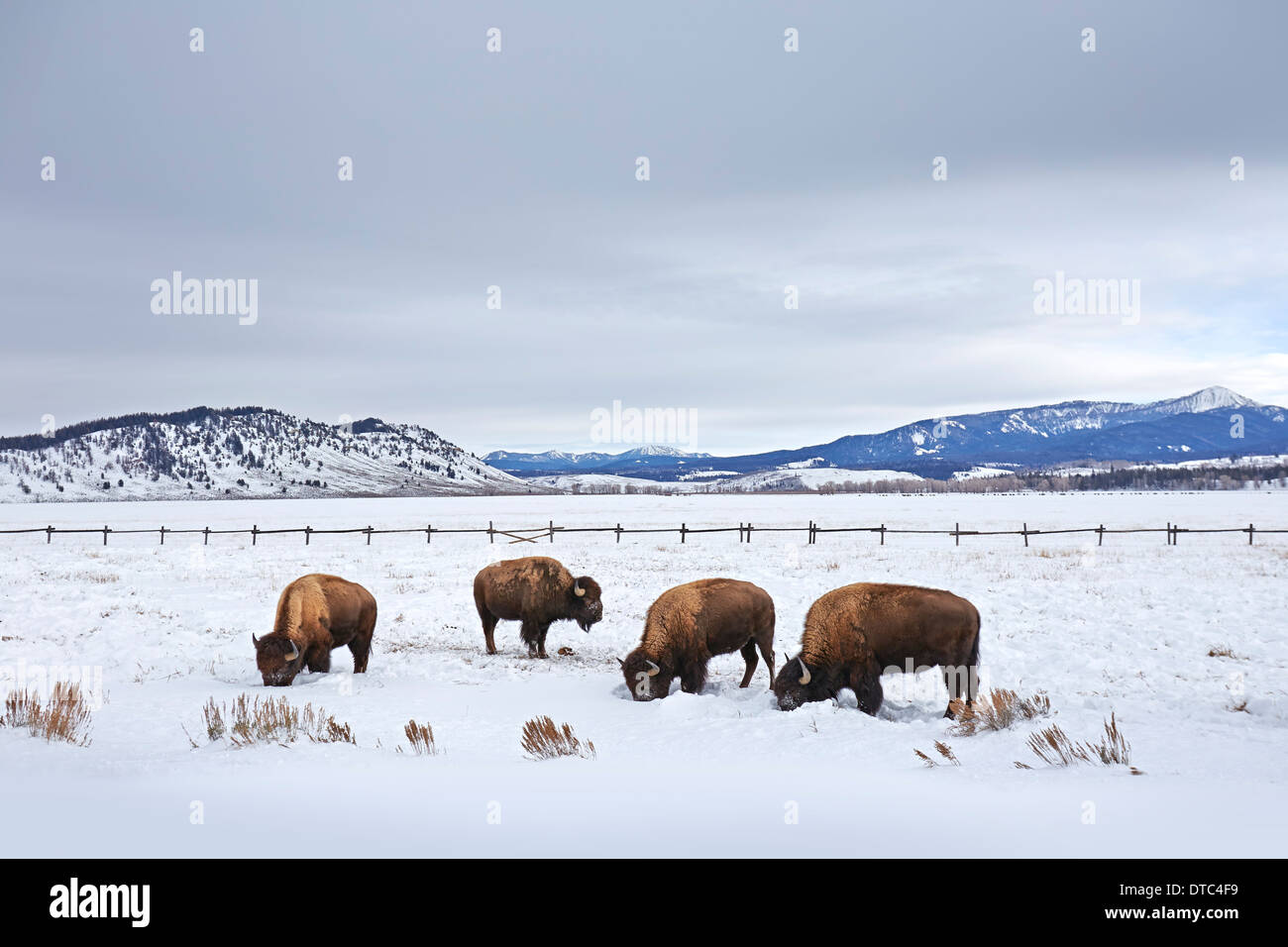 Quattro bufalo americano pascolando nella neve, Grand Teton National Park, Wyoming USA Foto Stock
