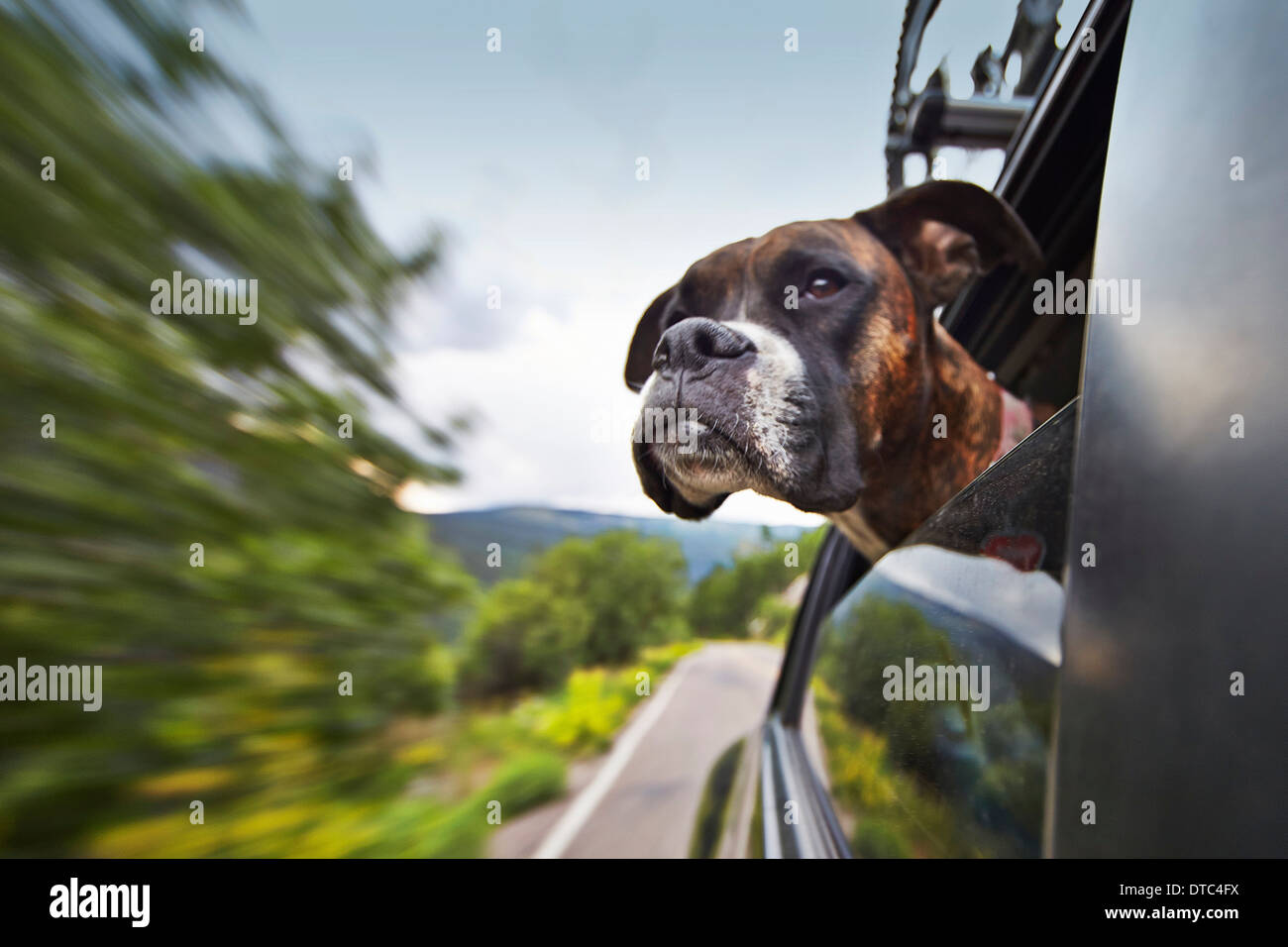 Cane guardando fuori della finestra auto mentre sono in movimento Foto Stock