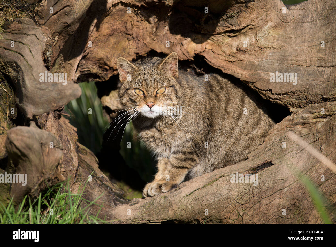 Il gatto selvatico; Felix sylvestris; Captive; Regno Unito Foto Stock