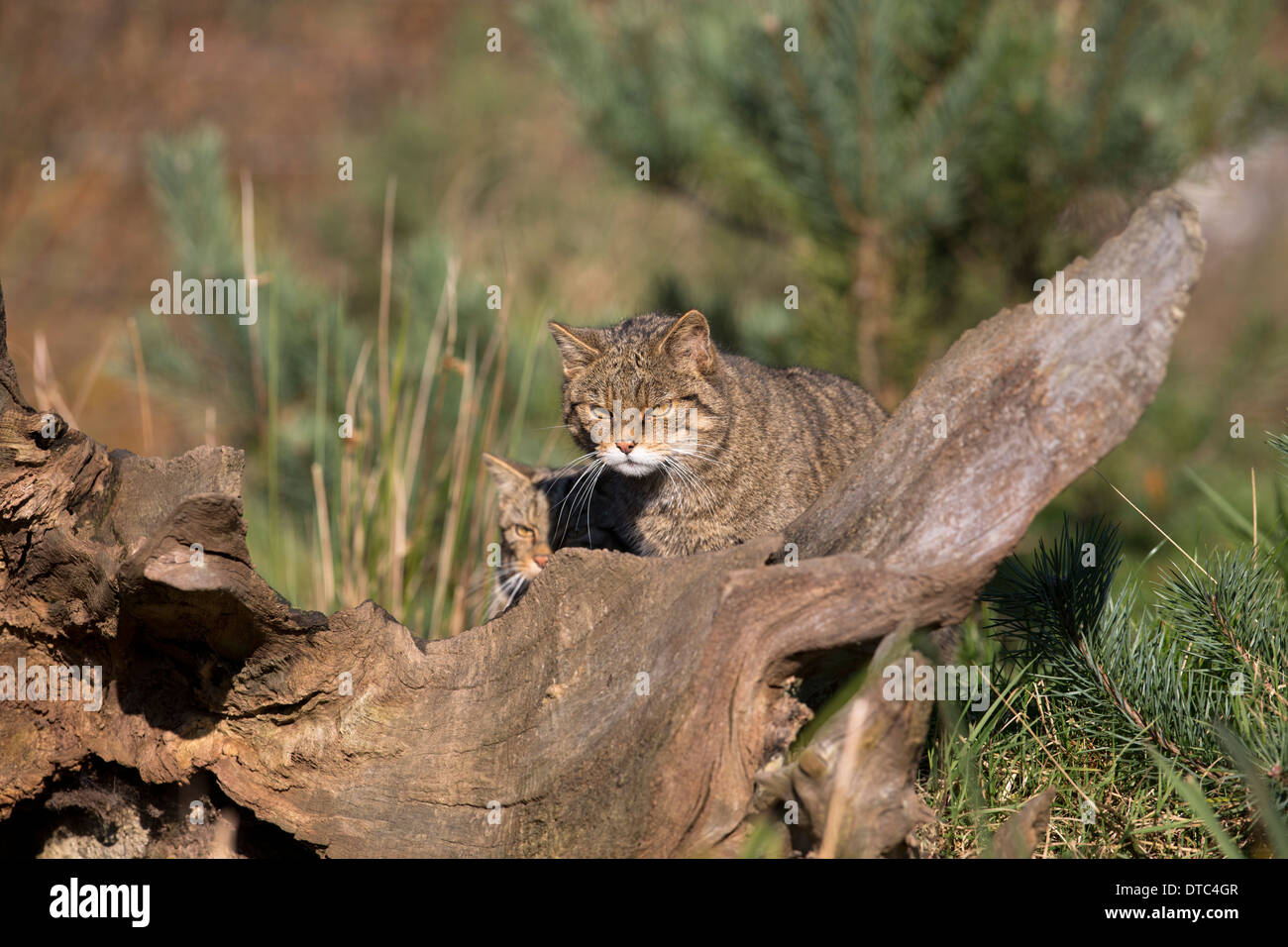 Gatti selvatici; Felix sylvestris; Captive; Regno Unito Foto Stock