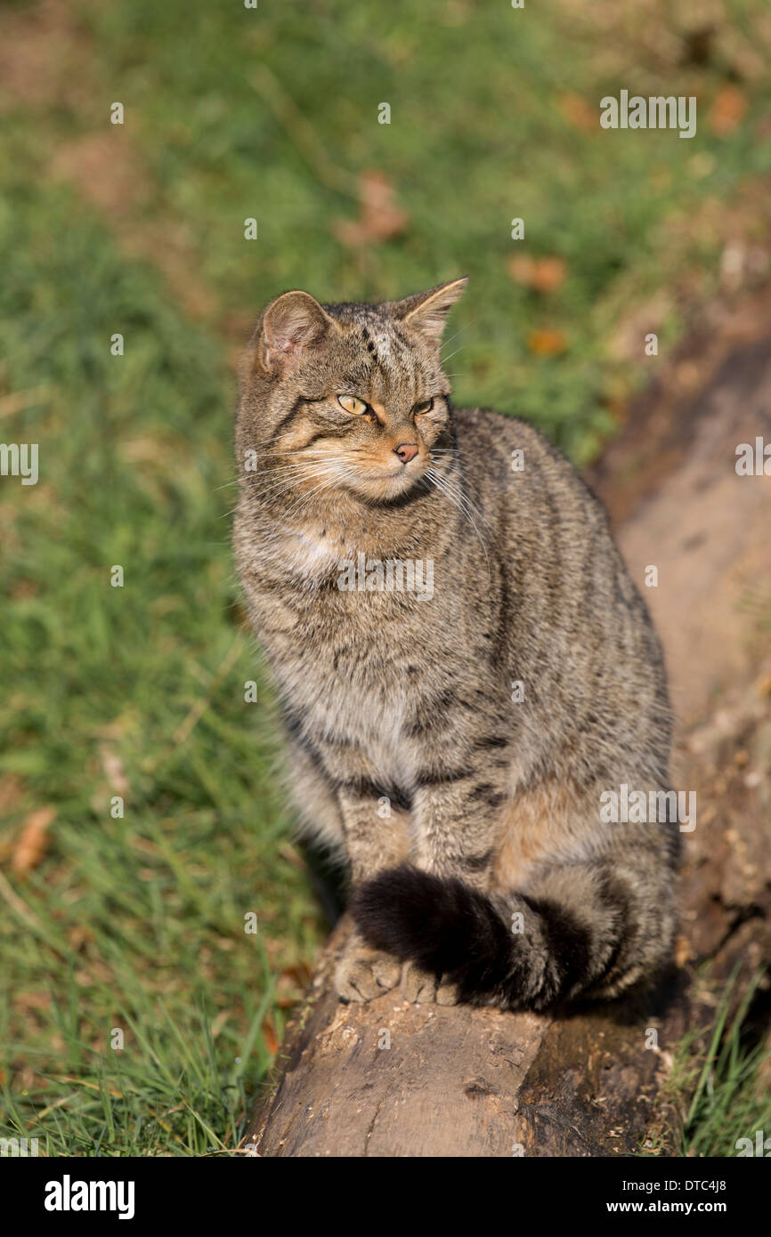 Il gatto selvatico; Felix sylvestris; Captive; Regno Unito Foto Stock