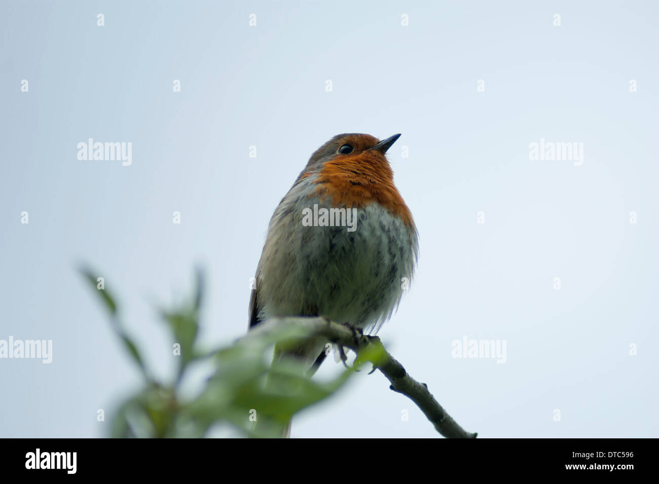 Un pettirosso su un ramo, girato da sotto Foto Stock