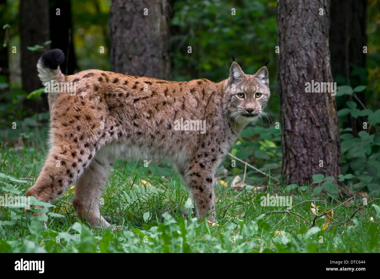 Eurasian (Lynx Lynx lynx) nella foresta Foto Stock