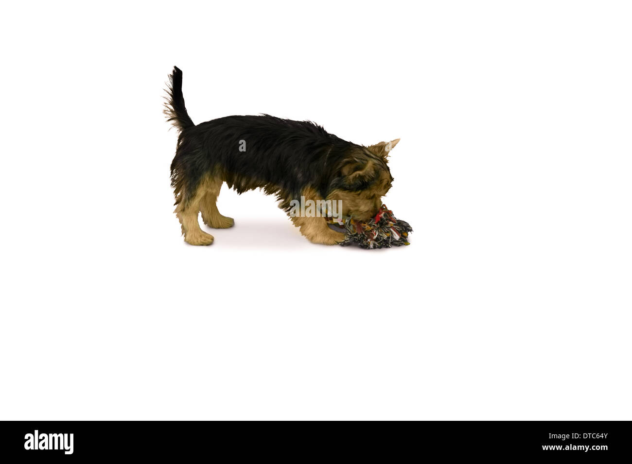 Yorkshire terrier giocando con il chew toy Foto Stock