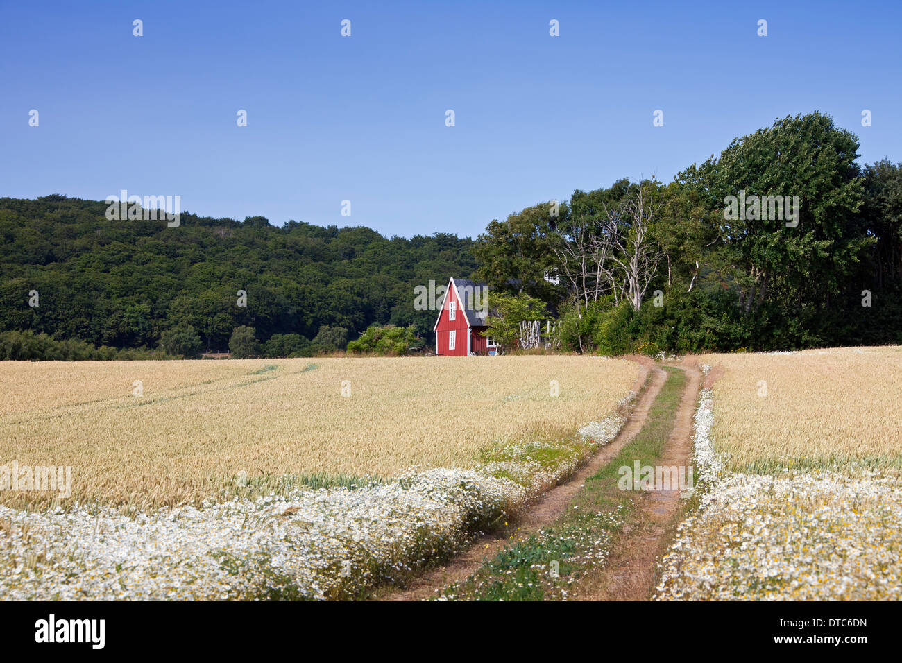 Lonely tradizionale rosso cottage di legno lungo il campo in estate nelle zone rurali a Skåne / Scania in Svezia e Scandinavia Foto Stock