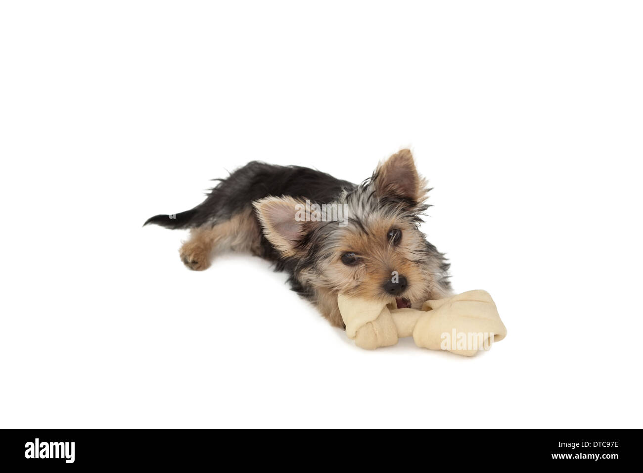 Yorkshire terrier cucciolo munching su un osso Foto Stock