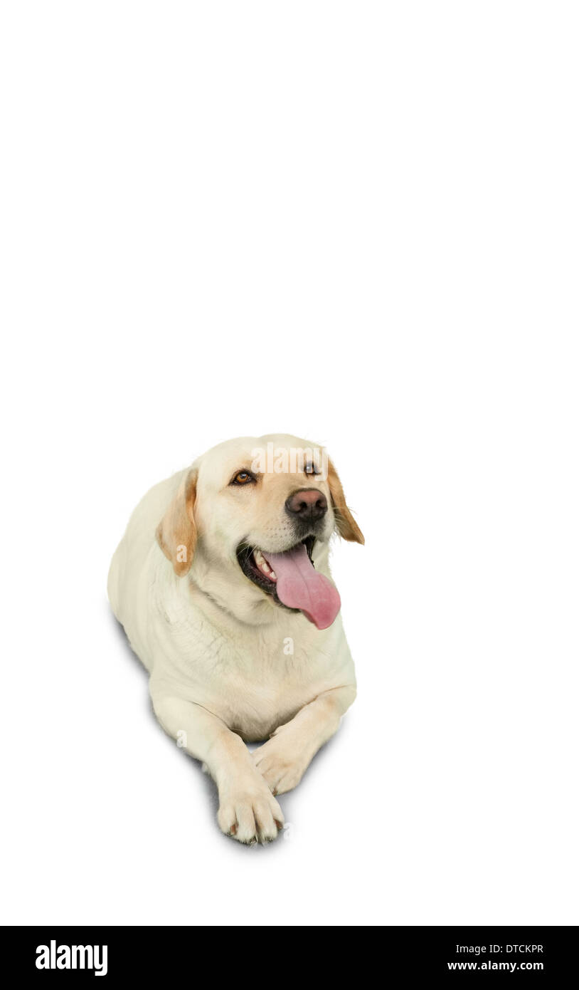 Golden Labrador cane giacente Foto Stock