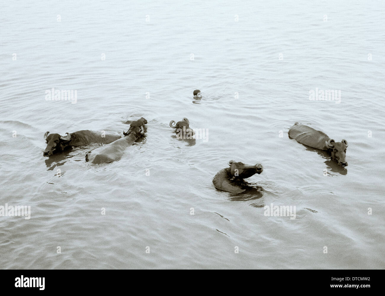 Fotografia di viaggio - il bufalo d'acqua nel fiume Gange in Varanas iBenares in Uttar Pradesh in India Asia del Sud. Animali Animali selvatici Foto Stock