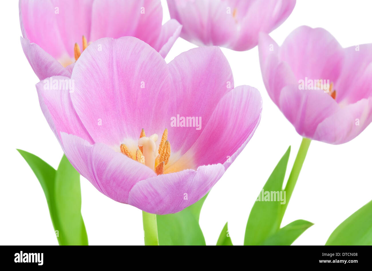 Fioritura di fiori di primavera tulipani isolati su sfondo bianco.Shallow focus Foto Stock