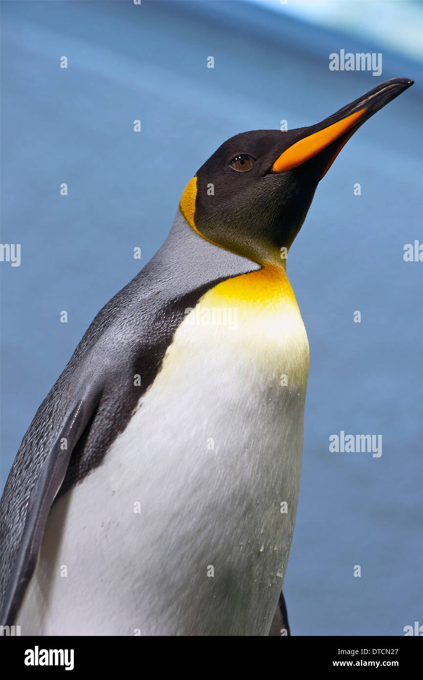 Ritratto di un pinguino reale, Foto Stock