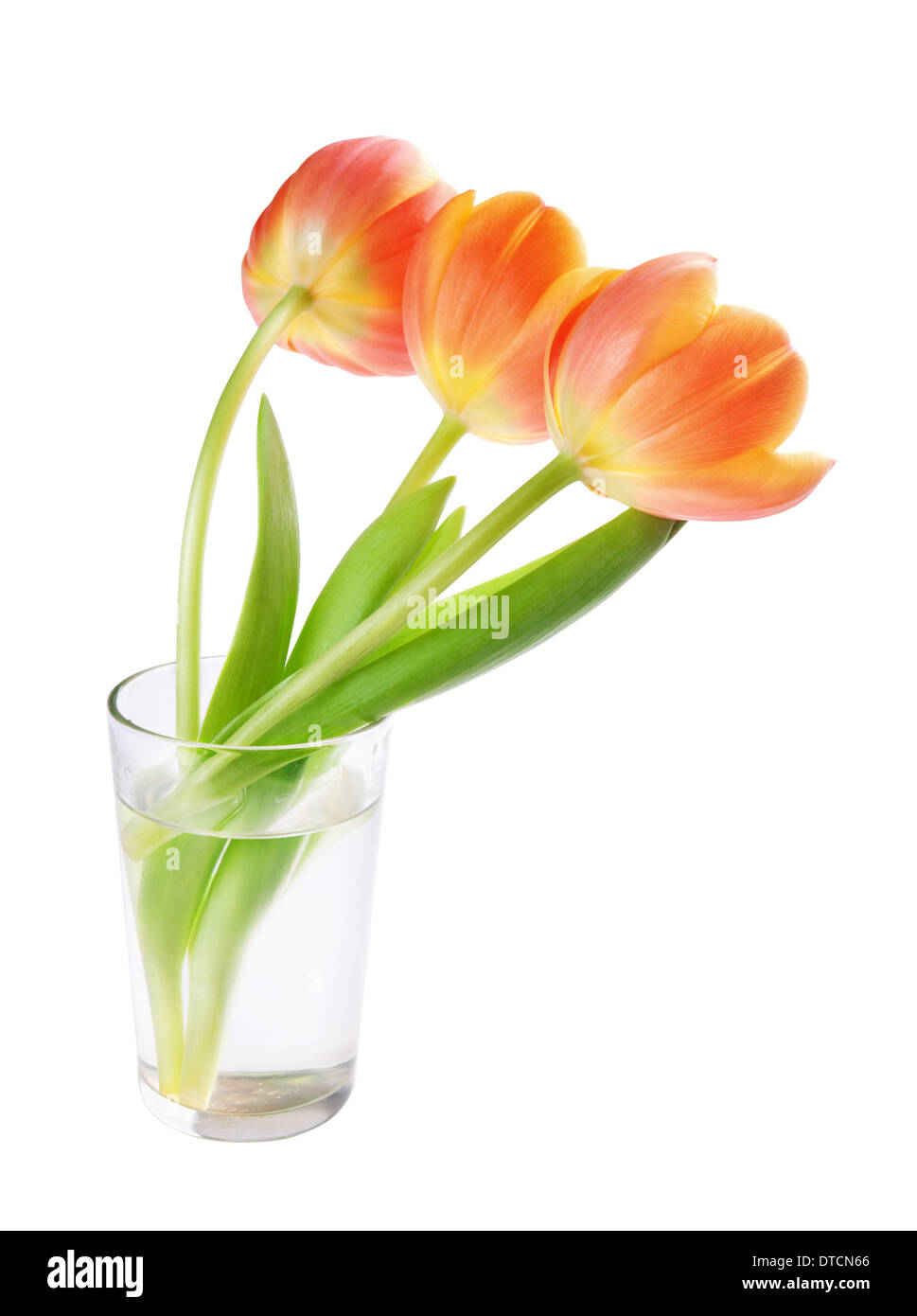 I tulipani in vaso isolato su sfondo bianco Foto Stock