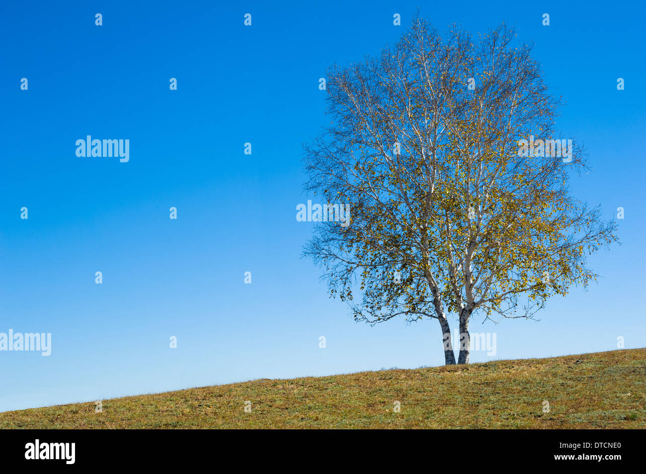 Un solitario supporto albero sulla prateria Foto Stock