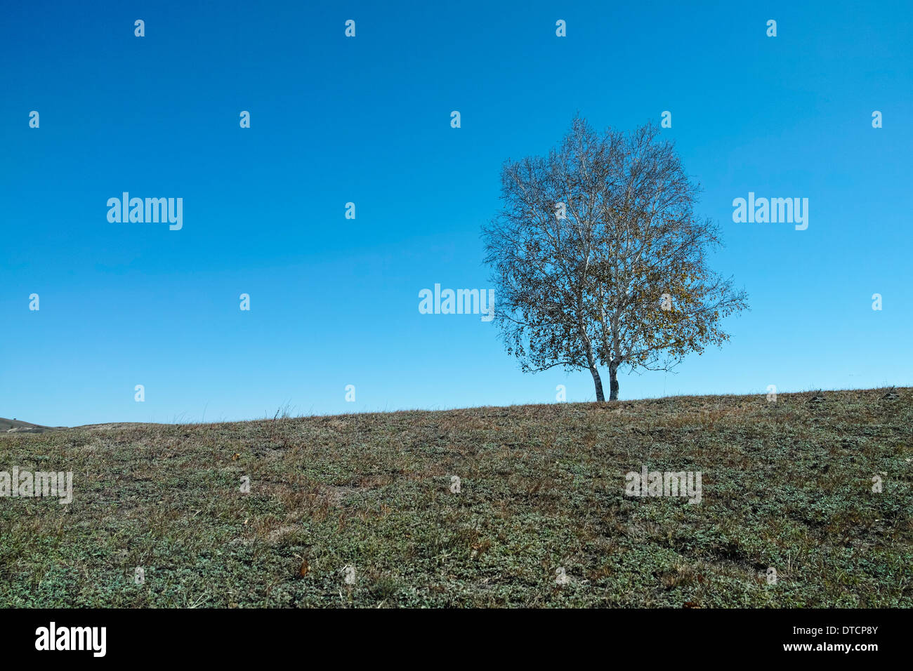 Un solitario supporto albero sulla prateria Foto Stock