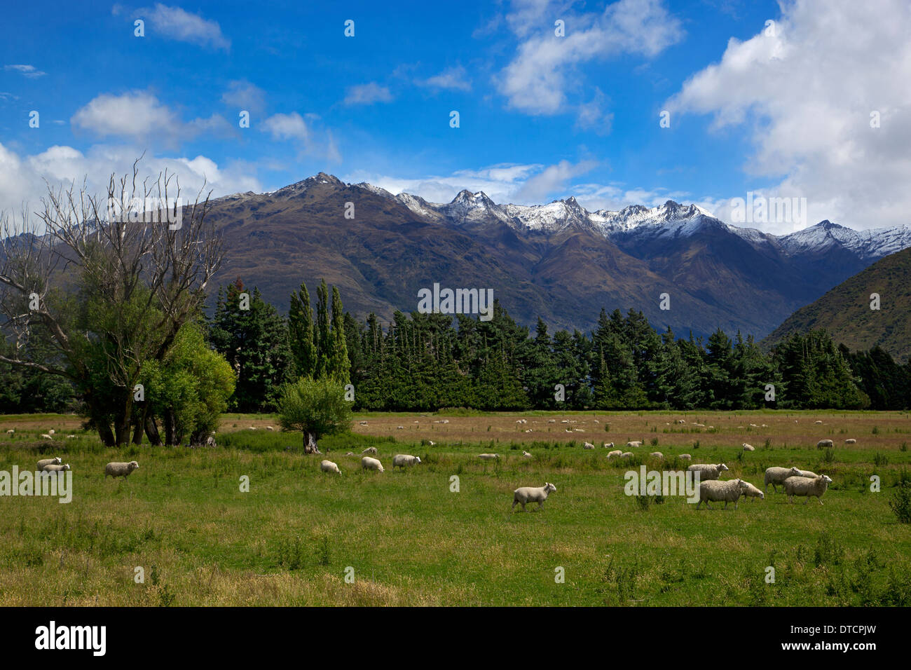 Haast pass, montare gli aspiranti il parco nazionale di South Island, in Nuova Zelanda Foto Stock