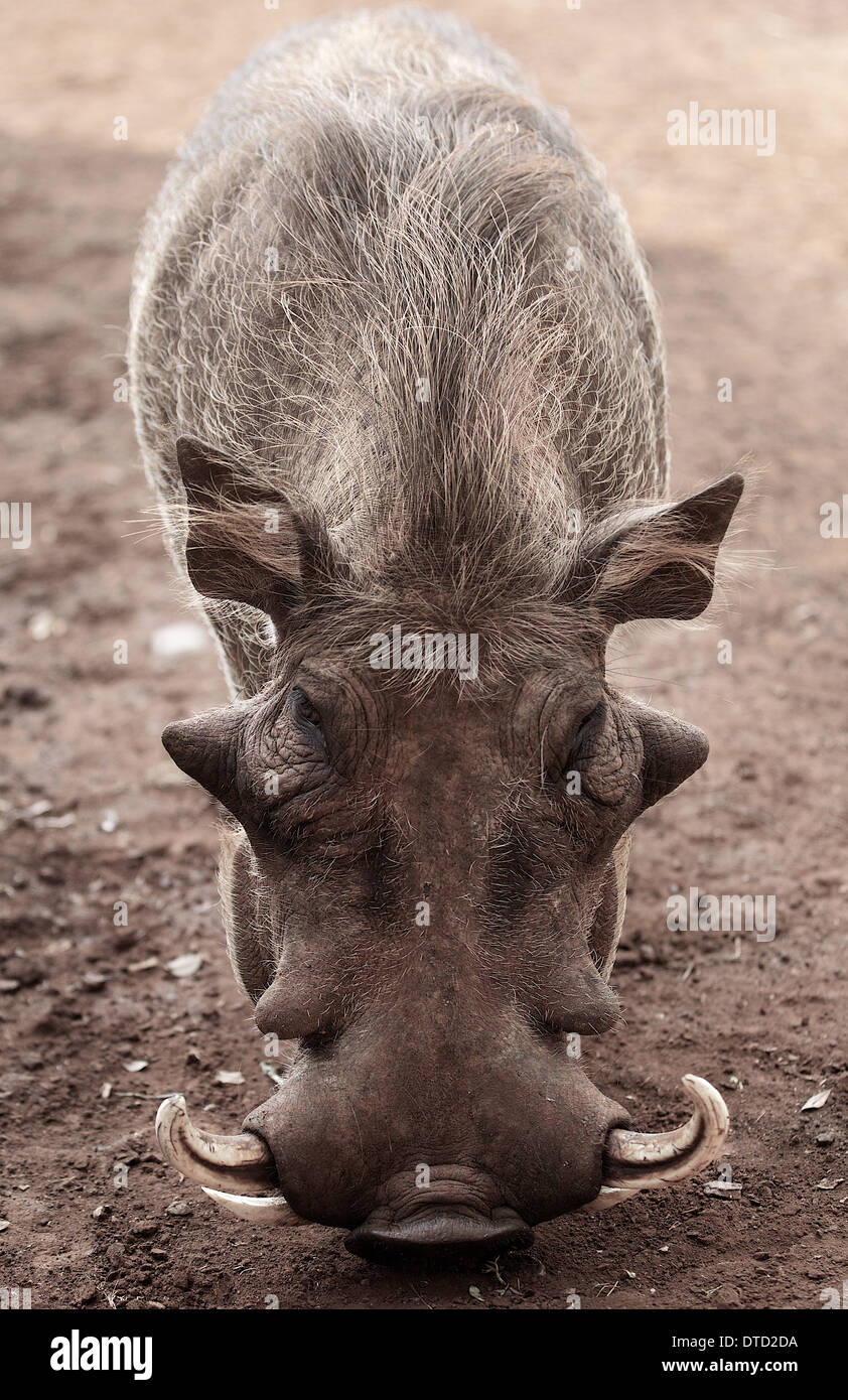 Warthog faccia a. Nairobi . Kenya Foto Stock