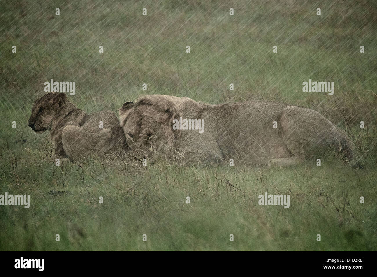 E LION CUB huddle la pioggia nel Parco Nazionale del Serengeti. Tanzania. Africa Foto Stock