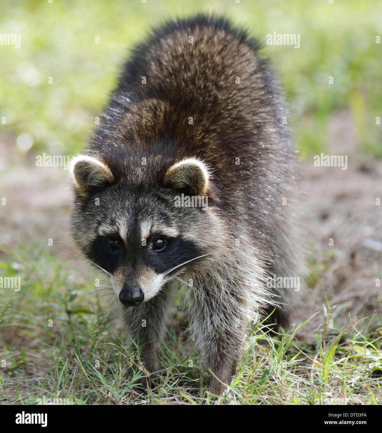 Giovani Raccoon,Immagine ravvicinata Foto Stock