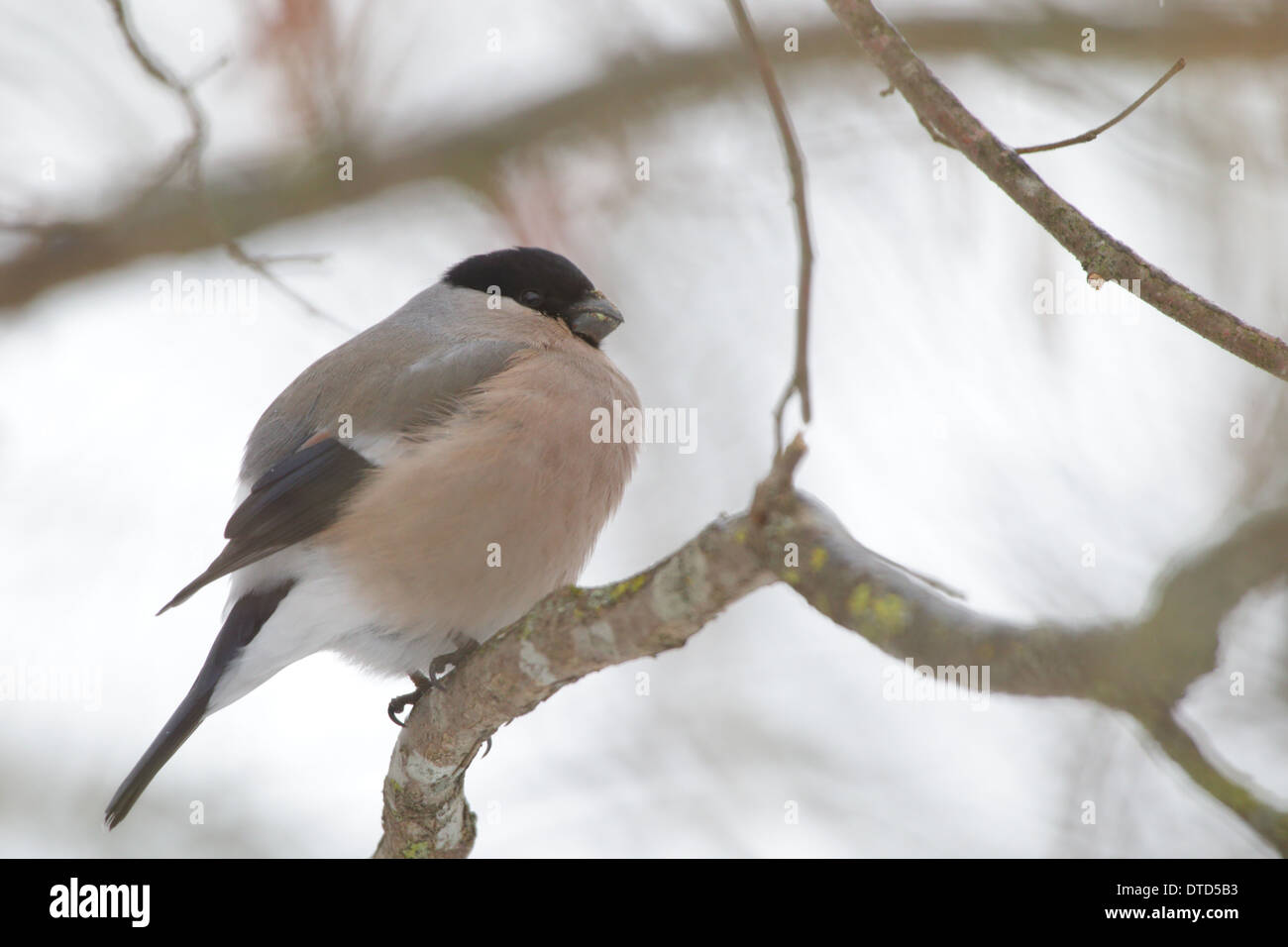 Femmina (Bullfinch Pyrrhula pyrrhula), Europa Foto Stock