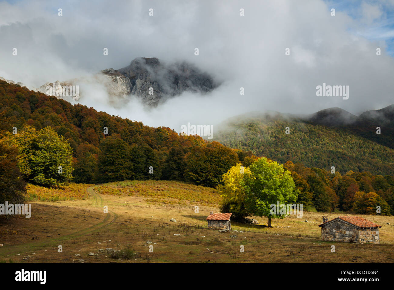 Prato di montagna nel Parco Nazionale di Picos de Europa, Asturias, Spagna. Foto Stock