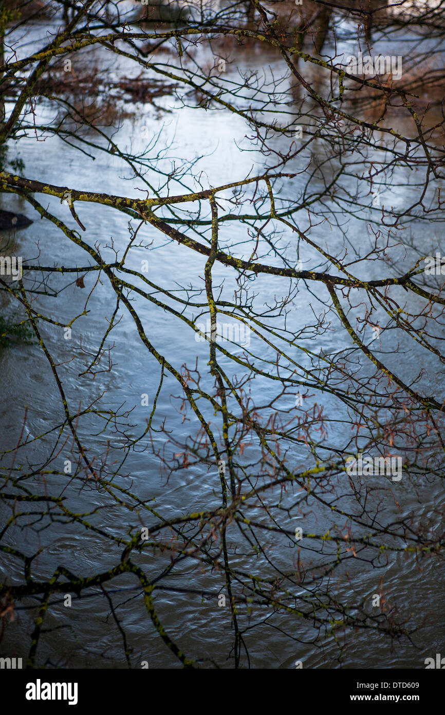 Un albero senza foglie con il fiume in backgrount Foto Stock