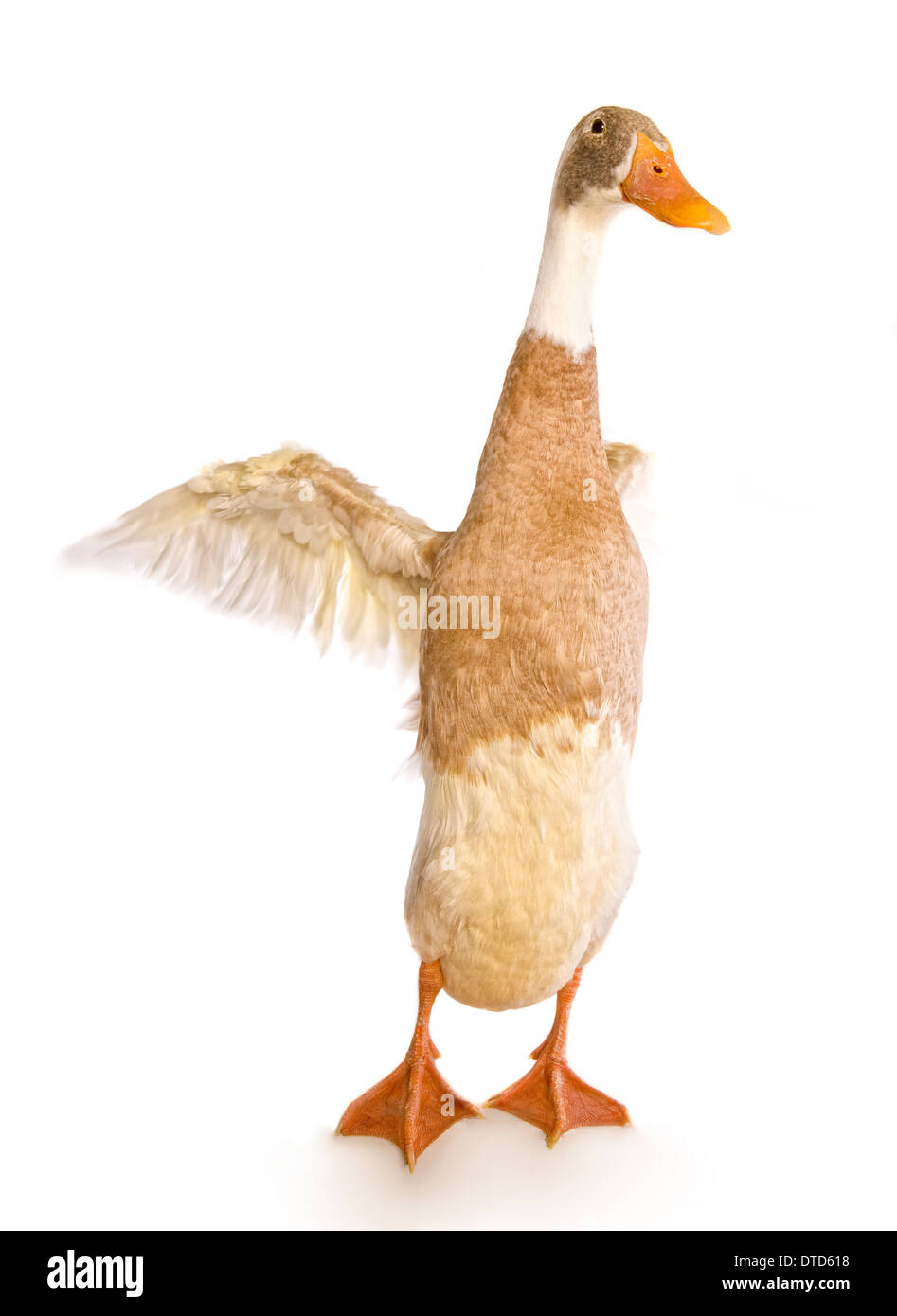 Indian runner duck sbattimenti ali isolati su sfondo bianco Foto Stock