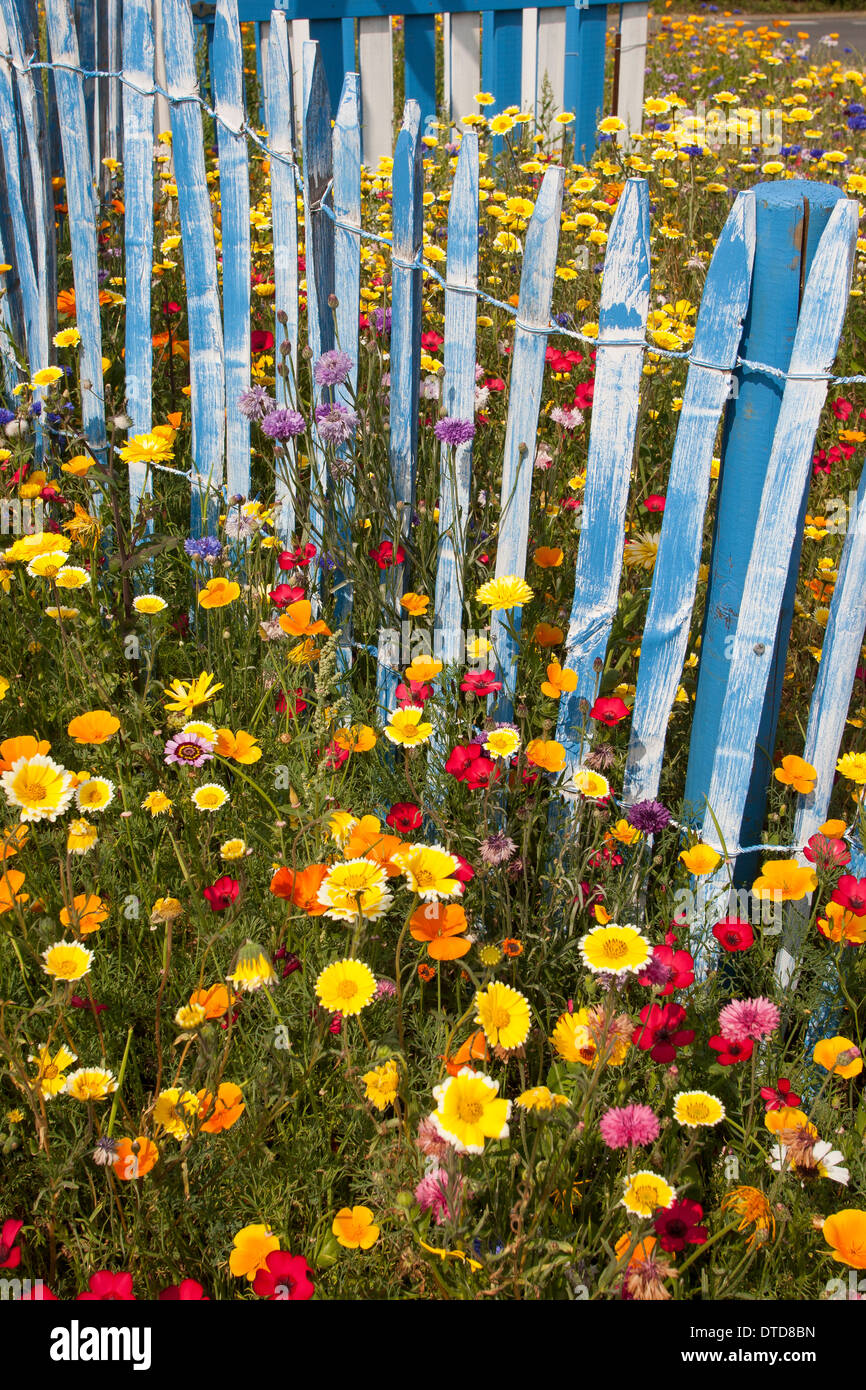 Aiuola, fiore-letto, letto floreale, prato fiorito, fiore prato, fiori, giardino recinto Blumenwiese, Wildkräuter-Wiese, Zaun Foto Stock