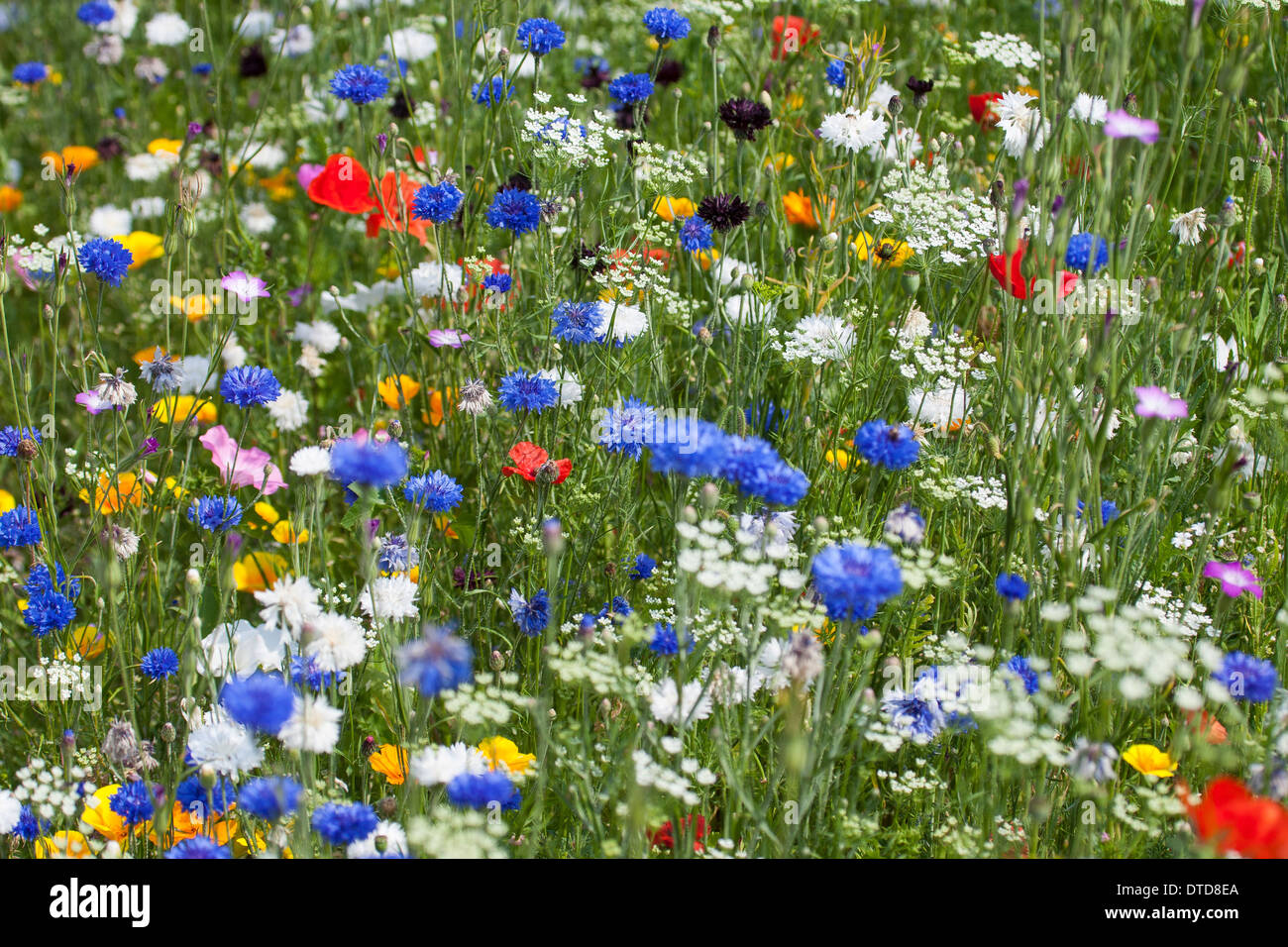 Aiuola, fiore-letto, letto floreale, prato fiorito, fiore prato, papavero, bunte Blumenwiese, Wildkräuter-Wiese, Wildkräuter, Mohn Foto Stock