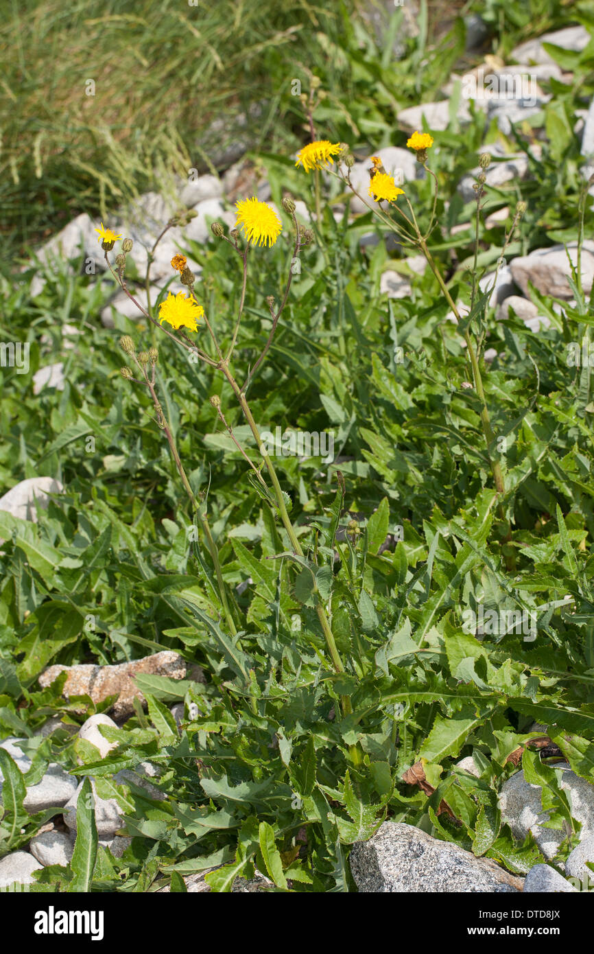 Il mais sow thistle, dindle, campo sow thistle, sow-cardo, sowthistle, Acker-Gänsedistel, Ackergänsedistel, Sonchus arvense Foto Stock