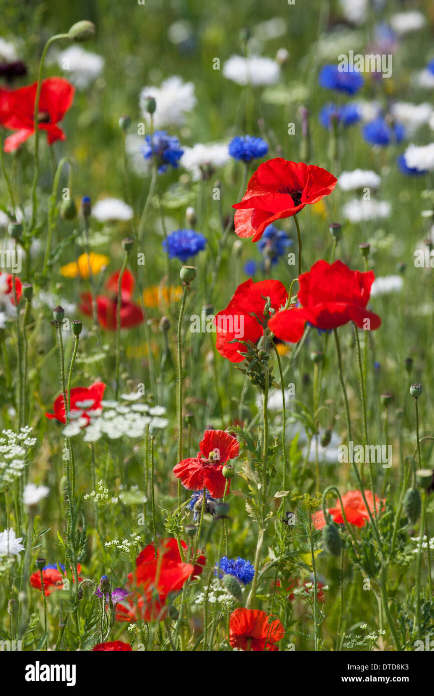 Aiuola, fiore-letto, letto floreale, prato fiorito, fiore prato, papavero, bunte Blumenwiese, Wildkräuter-Wiese, Wildkräuter, Mohn Foto Stock