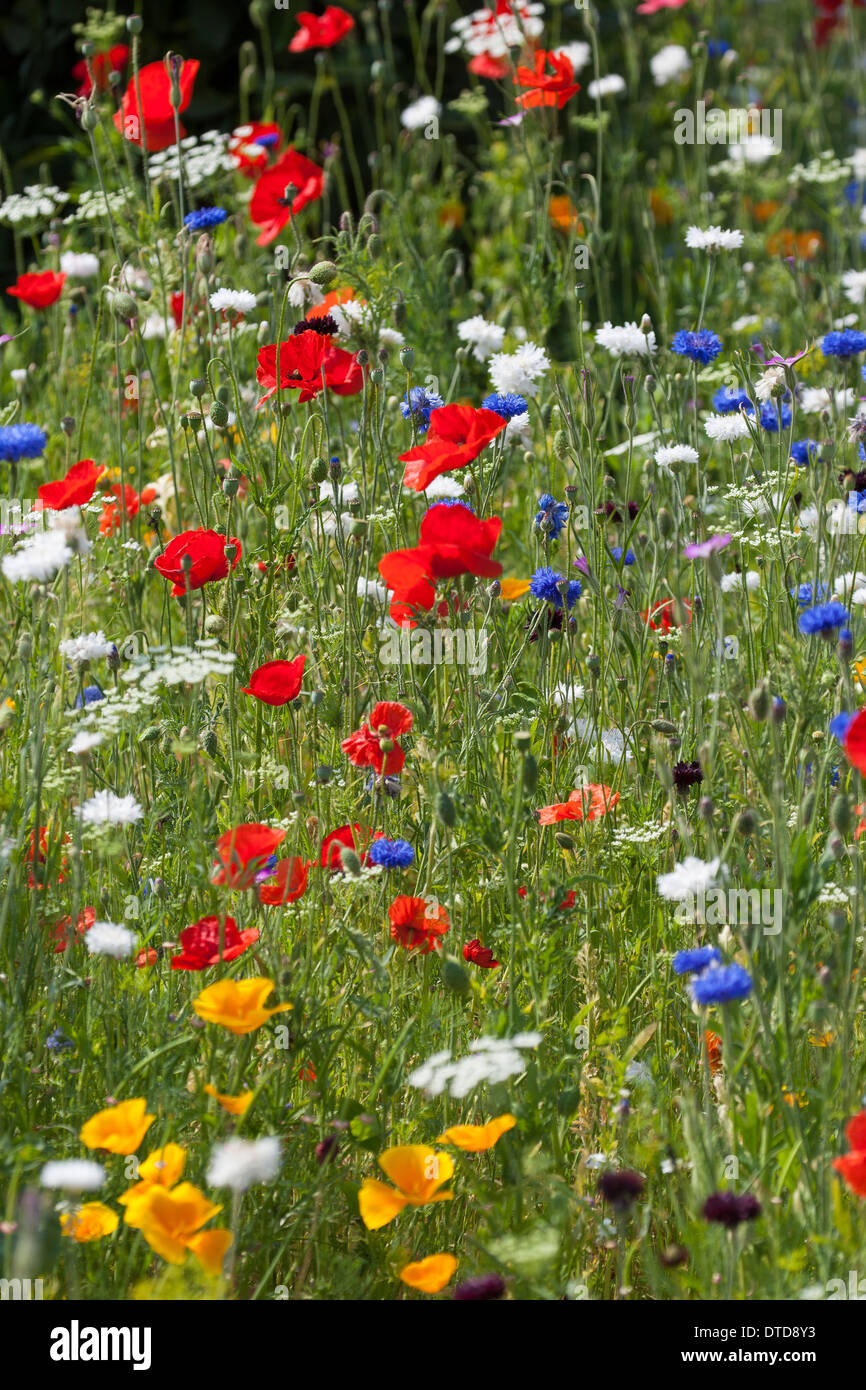 Aiuola, fiore-letto, letto floreale, prato fiorito, fiore prato, papavero, bunte Blumenwiese, Wildkräuter-Wiese, Wildkräuter, Mohn Foto Stock