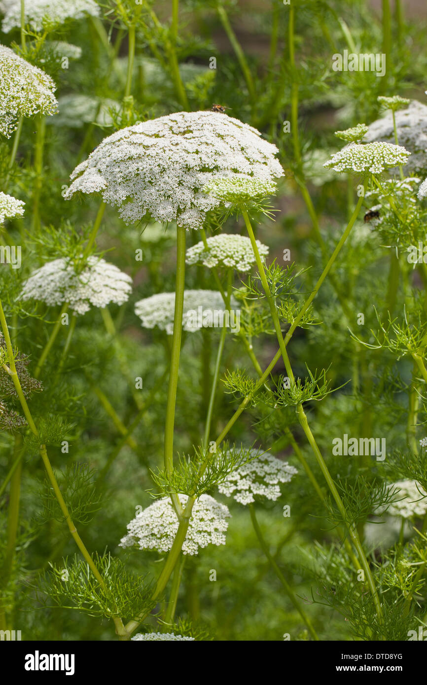 Dente di prelevamento, bisnaga, toothpickweed, khella, Zahnstocher-Ammei, Echter su Ammei, Zahnstocherkraut, Ammi visnaga, Daucus visnaga Foto Stock