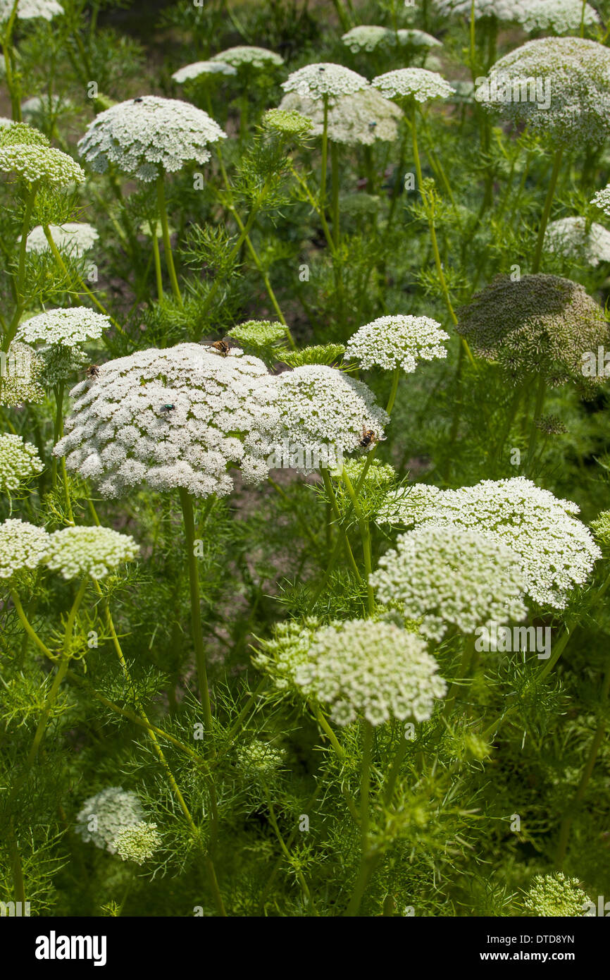 Dente di prelevamento, bisnaga, toothpickweed, khella, Zahnstocher-Ammei, Echter su Ammei, Zahnstocherkraut, Ammi visnaga, Daucus visnaga Foto Stock