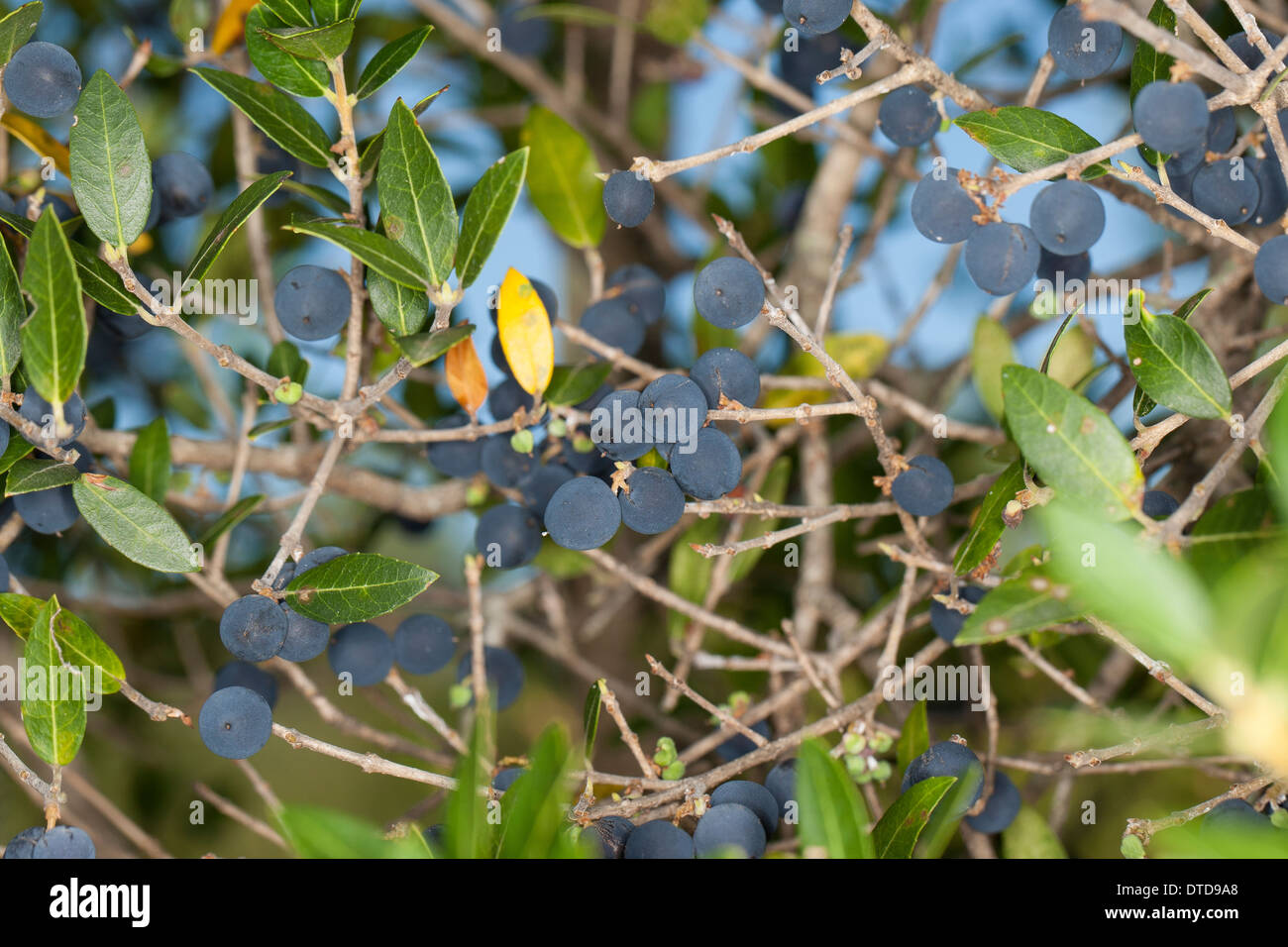 Simulazione di ligustro, frutta, Breitblättrige Steinlinde, Steinliguster, Phillyrea latifolia, ampia lasciava phillyrea, phillyrea latifoglie Foto Stock