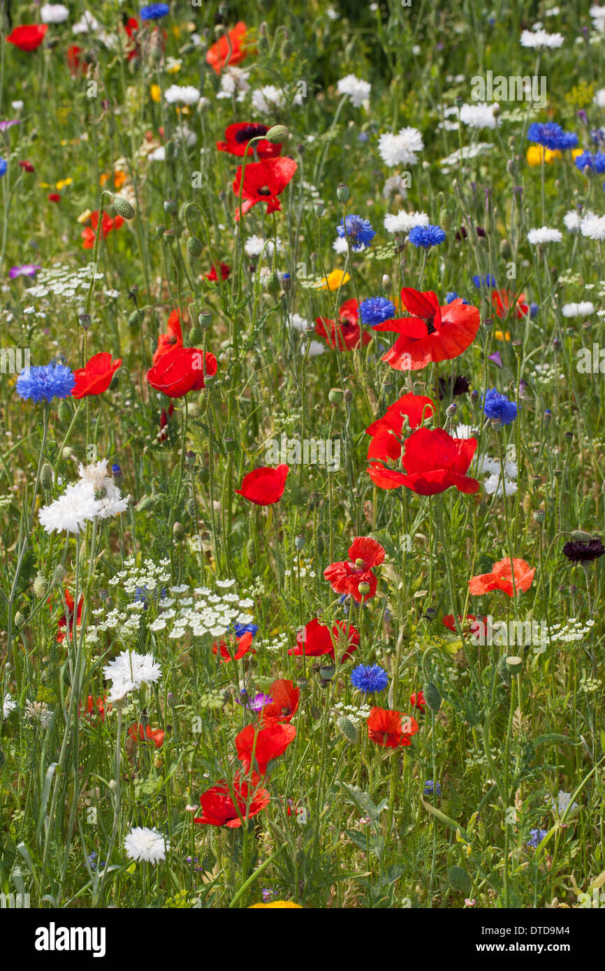 Aiuola, fiore-letto, letto floreale, prato fiorito, fiore prato, papavero, bunte Blumenwiese, Wildkräuter-Wiese, Wildkräuter, Mohn Foto Stock