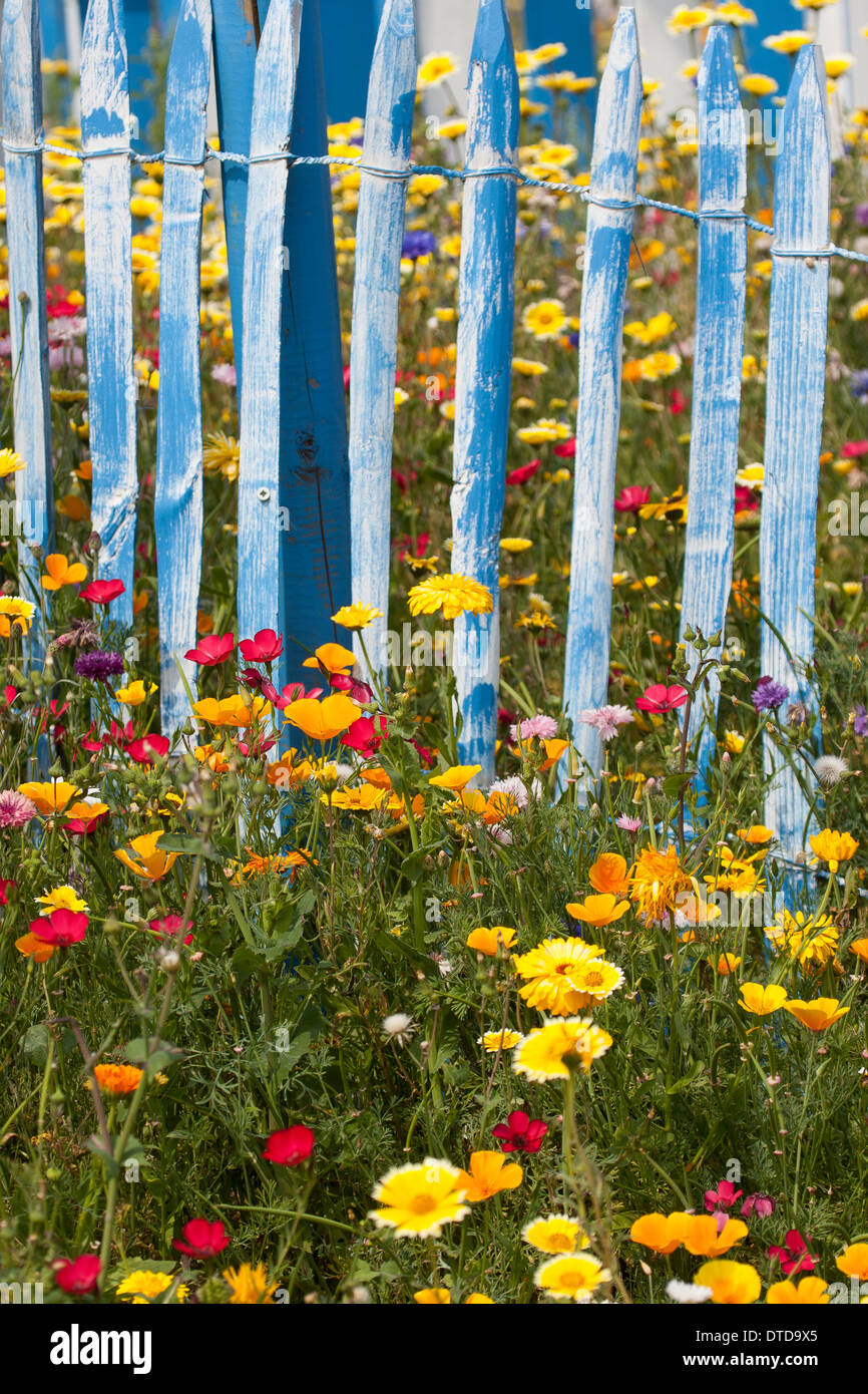 Aiuola, fiore-letto, letto floreale, prato fiorito, fiore prato, fiori, giardino recinto Blumenwiese, Wildkräuter-Wiese, Zaun Foto Stock