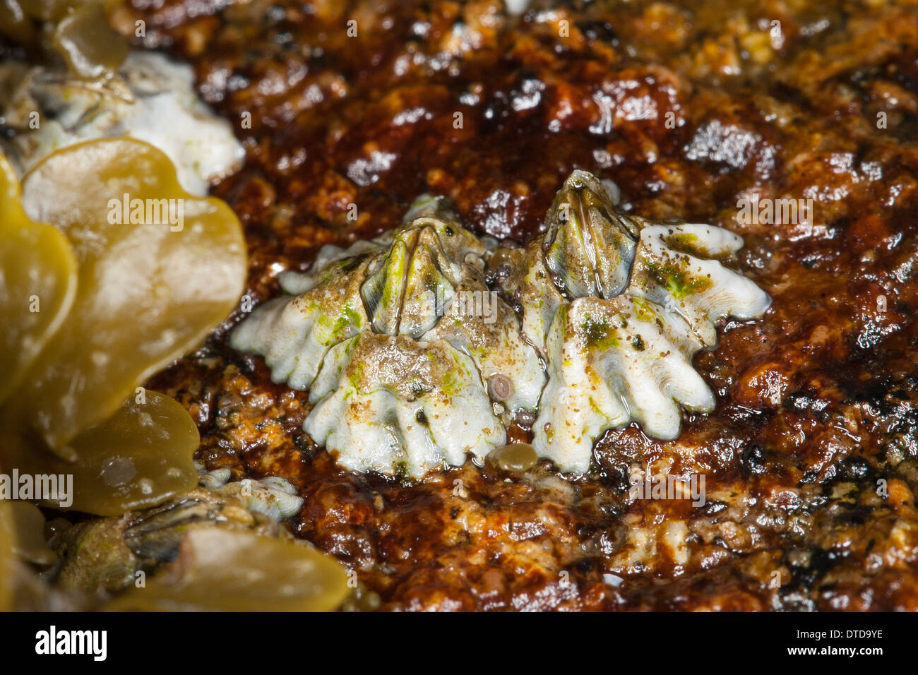 Nuova Zelanda barnacle, Australasian barnacle Elminius, modesto, Austrominius modesto, Australische Seepocke, Australseepocke Foto Stock