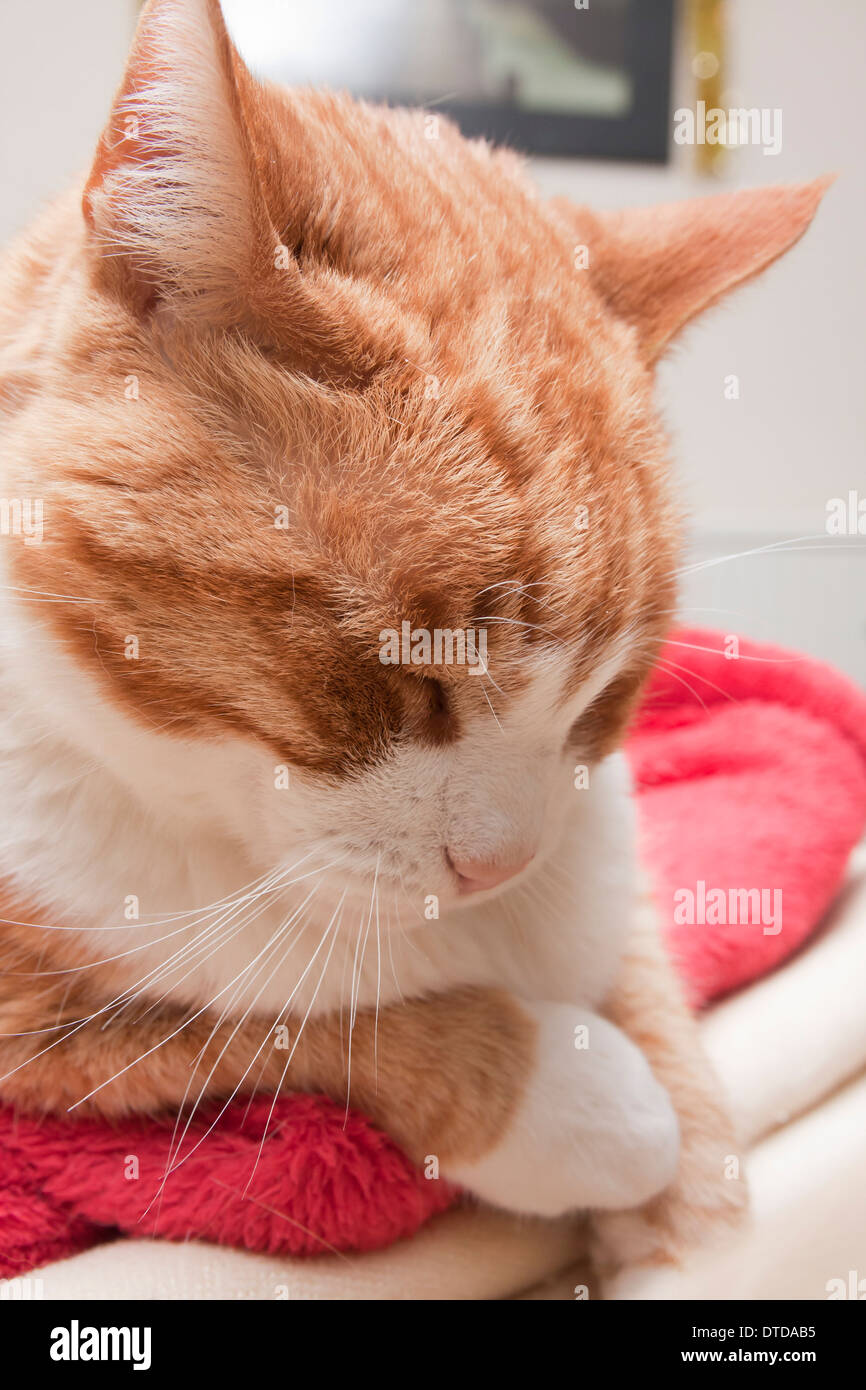 Lo zenzero tomcat, adulto, addormentato Foto Stock